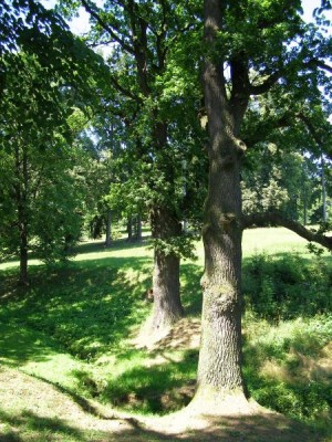 Dub letní - Quercus robur  skupina v dolním parku, 2006