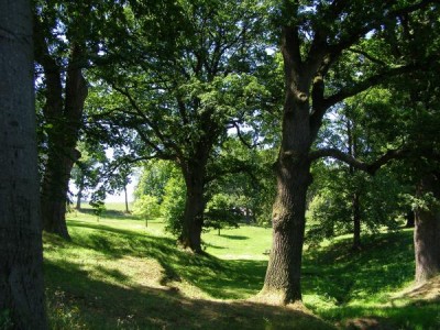 Dub letní - Quercus robur  skupina v dolním parku, 2006