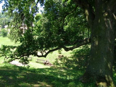 Dub letní - Quercus robur  skupina v dolním parku, 2006