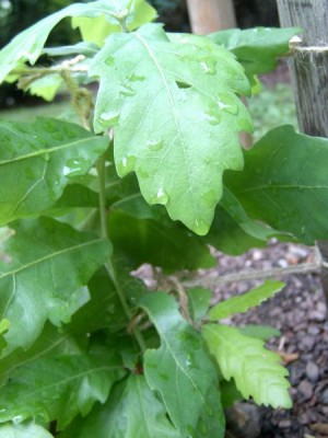 Dub Turnerův - kožolistý Quercus turnerii ´Pseudoturnerii´, 2006