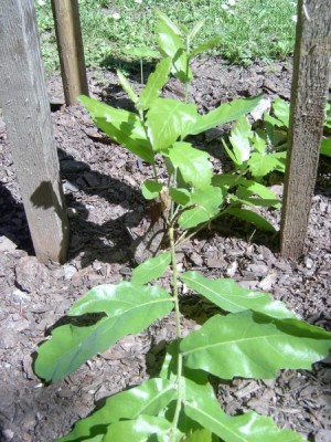 Dub Turnerův - kožolistý Quercus turnerii ´Pseudoturnerii´,2006