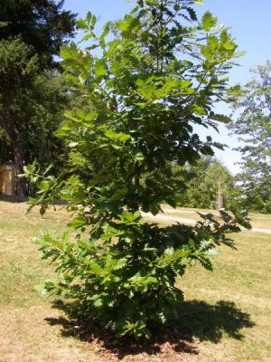 Dub velkokvětý - Quercus macranthera, 2006