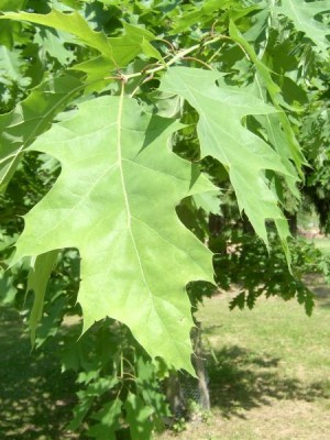 Dub červený Quercus rubra, 2006