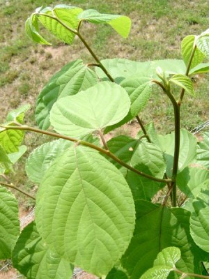 Dužistopka sladká Hovenia dulcis, 2006