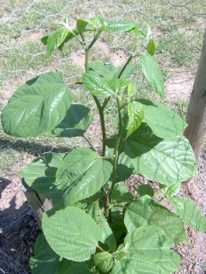 Dužistopka sladká Hovenia dulcis, 2006