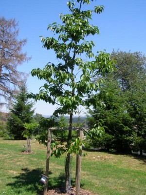 Gumojilm jilmovitý Eucommia ulmoides, 2006