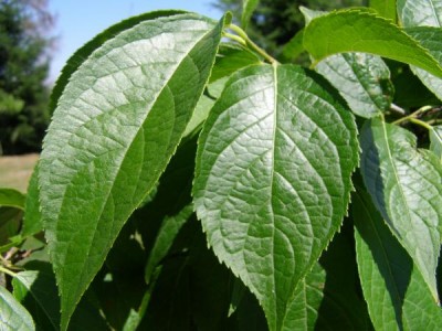 Gumojilm jilmový Eucommia ulmoides 2006