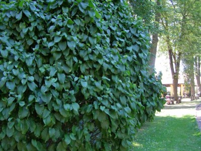 Habr obecný Carpinus betulus ´Columnaris´ 2006