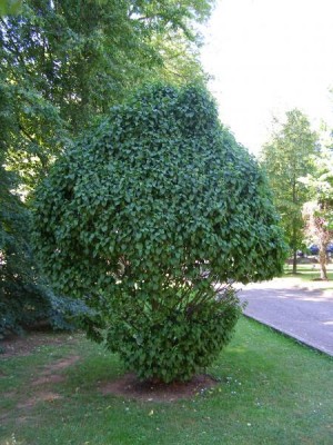 Habr obecný Carpinus betulus ´Columnaris´,  po zimním okusu, 2006