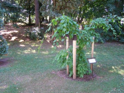 Habr obecný - převislý Carpinus betulus ´Pendula´ 2006