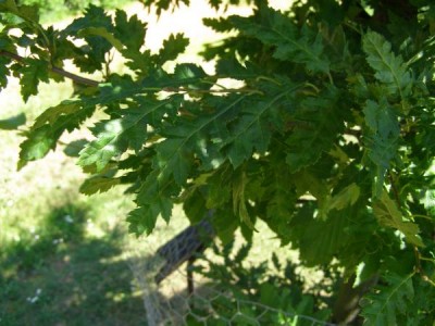 Habr obecný Carpinus betulus ´Quercifolia´ 2006