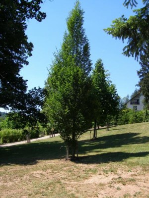 Habr obecný - sloupovitý Carpinus betulus ´Fastigiata´, 2006