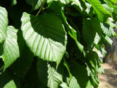 Habr obecný Carpinus betulus ´Columnaris´ 2006