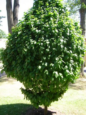 Habr obecný Carpinus betulus ´Columnaris´, 2006