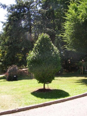 Habr obecný Carpinus betulus ´Columnaris´, 2006