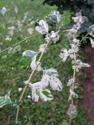 Hloh obecný - pestrolistá forma Crataegus oxycantha, 2006