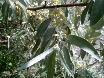 Hlošina úzkolistá, česká oliva Elaeagnus angustifolia 2006