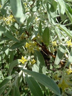 Hlošina úzkolistá, česká oliva Elaeagnus angustifolia, 2006