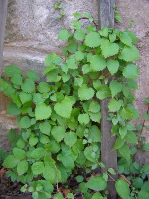 Hortenzie popínavá Hydrangea petiolaris, 2006