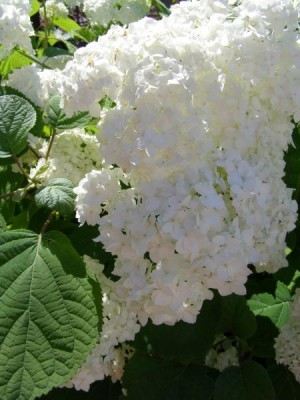 Hortenzie stromečkovitá Hydrangea arborescens, 2006