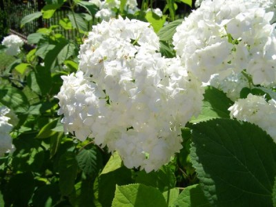 Hortenzie stromečkovitá Hydrangea arborescens 2006