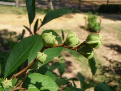 Hroznovec hroznatý Exochorda racemosa 2006
