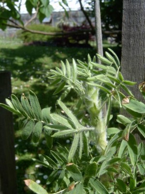 Čimišník hřívnatý Caragana judata, 2006