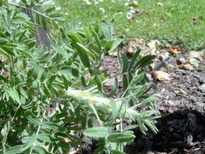 Čimišník hřívnatý Caragana judata, 2006