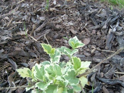 Ibišek syrský - pestrolistý Hibiscus syriacus ´Purpureus variegatus´ 2006
