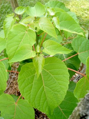 Idesie mnohoplodá Idesia polycarpa, 2006