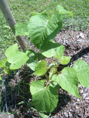 Idesie mnohoplodá Idesia polycarpa, 2006