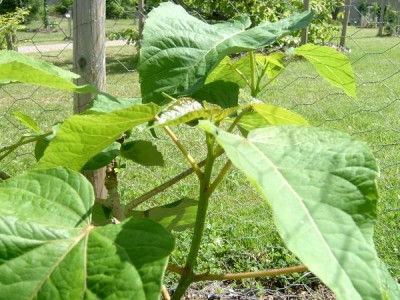 Idesie mnohoplodá Idesia polycarpa  2006