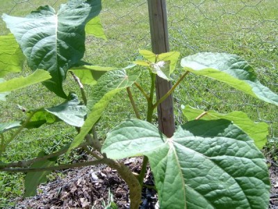 Idesie mnohoplodá Idesia polycarpa 2006