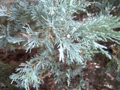 Jalovec skalní Juniperus scopulorum 2006