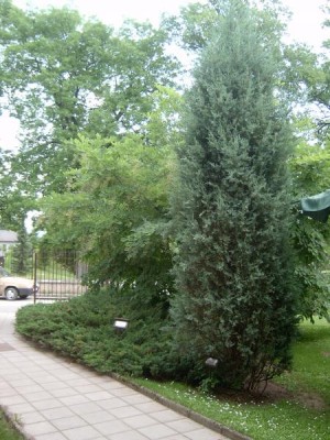 Jalovec skalní Juniperus scopulorum