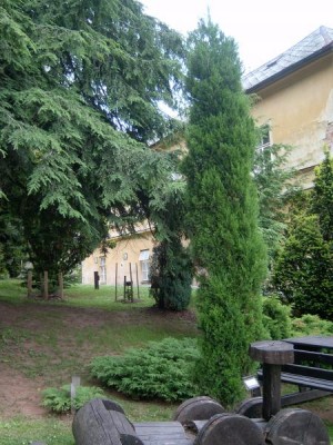 Jalovec viržinský Juniperus virginiana, 2006