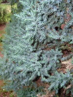 Jalovec čínský Juniperus chinensis, 2006