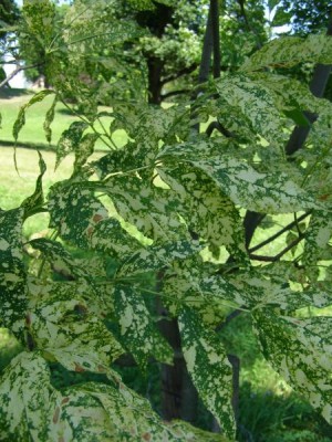 Jasan pennsylvánský Fraxinus pennsylvanica ´Acubaefolia´