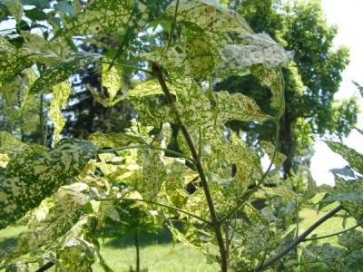 Jasan pennsylvánský  Fraxinus pennsylvanica ´Acubaefolia´ 2006