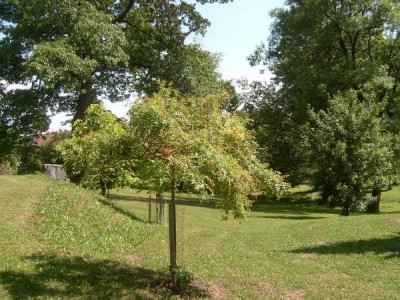 Jasan ztepilý Fraxinus excelsior ´Jaspidea´ 2006