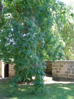 Jasan ztepilý - převislý Fraxinus excelsior ´Pendula´ 2006