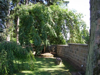 Jasan ztepilý - převislý Fraxinus excelsior ´Pendula´ 2006