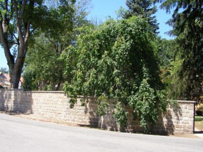 Jasan ztepilý - převislý Fraxinus excelsior ´Pendula´ 2006