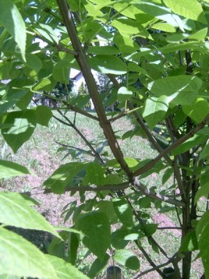 Jasan čtyřhranný Fraxinus quadrangulata 2006