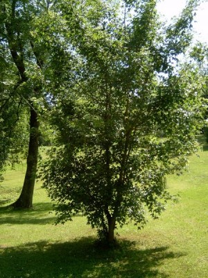 Javor babyka Acer campestre, 2006