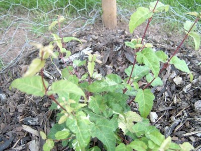 Javor hloholistý - pestrolistý Acer crataegifolium ´Veitchii´ 2006