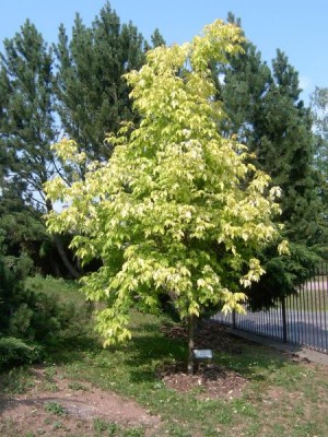 Javor jasanolistý - pestrolistá forma Acer negundo