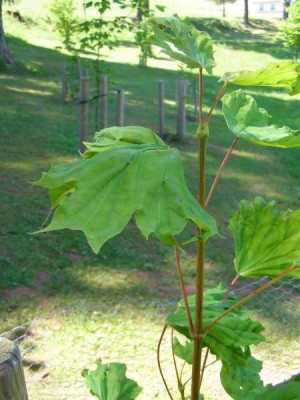 Javor mléč - drápovitý Acer platanoides ´Cucullatum´, 2006