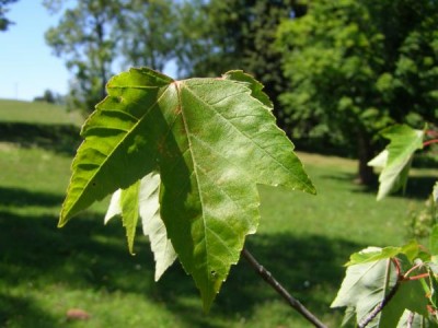 Javor červený Acer rubrum ´Red sunset´ 2006