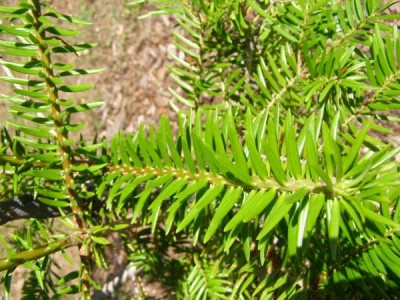 Jedle japonská Abies firma, 2006